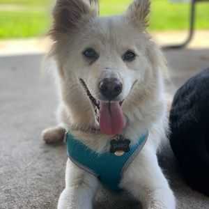 Meet your Posher, Yoko